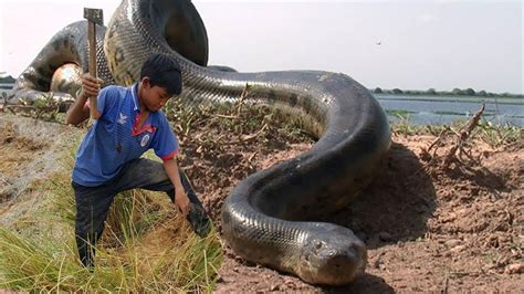 Giant Anaconda Documentary - YouTube