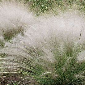 Muhlenbergia capillaris: White Muhly Grass | College of Agriculture, Forestry and Life Sciences ...