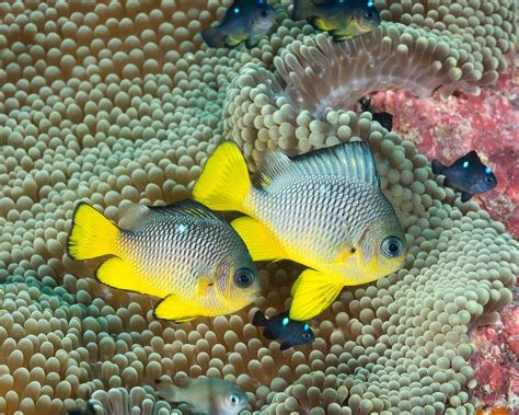 How to Maintain Damselfish in a Saltwater Aquarium - fish-hobbyist