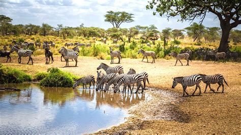 10 Reasons to Choose the Wet Season for your Tanzania Safari