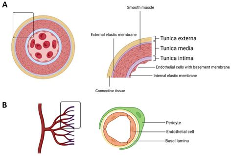 Cancers | Free Full-Text | Role of Endothelial Cell Metabolism in ...