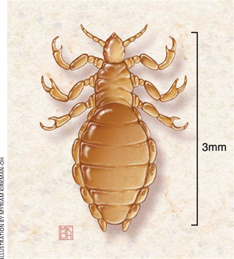 Pediculosis and Scabies: A Treatment Update | AAFP