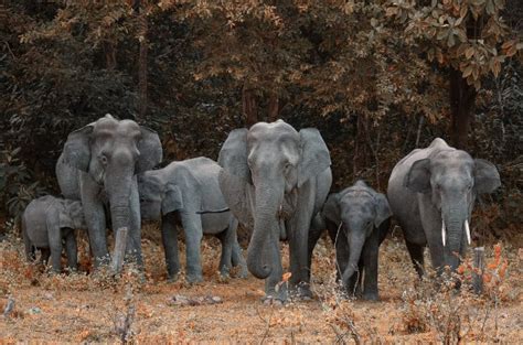 Some Endangered Species You Will Find In Uganda | Bushman Safaris