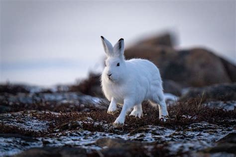 Where can I see the Arctic Hare in the wild