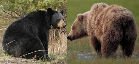 Brown Bear Vs Grizzly Bear: Key Trait & Strength Comparison