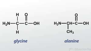 Peptide Bond | Overview, Types & Formation - Lesson | Study.com