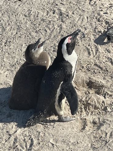 How to Visit the Penguins at Boulders Beach in Cape Town - The Cape ...