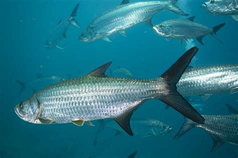 What are Tarpon? - XTC Dive Center