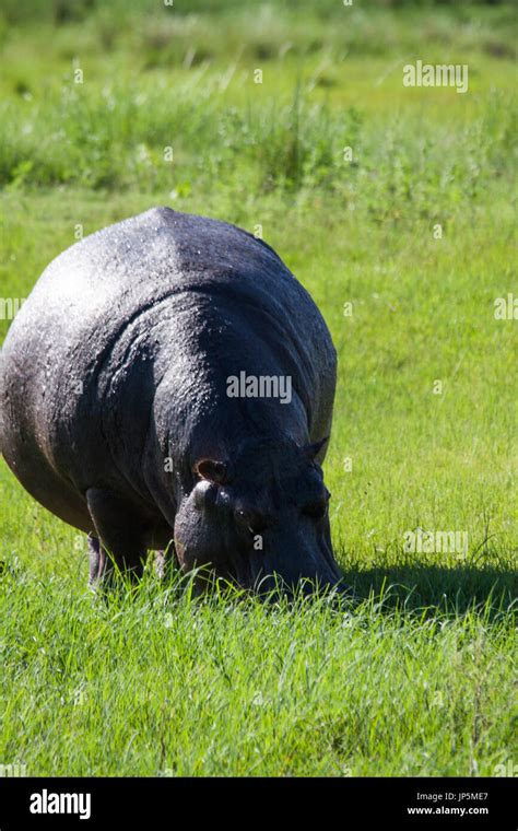 Hippopotamus eating grass hi-res stock photography and images - Alamy