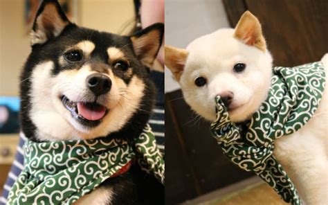 A Guide to Shiba Inu Dog Cafes in Japan – grape Japan