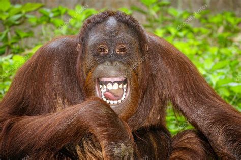 Portrait of Orangutan (Pongo pygmaeus) laughing with mouth wide open ...