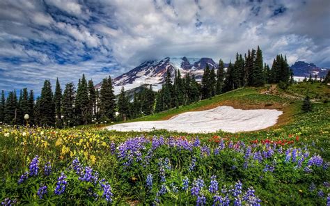 Mountain Wildflowers Wallpapers - Wallpaper Cave