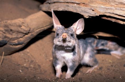 Greater bilby - Australian Conservation Foundation