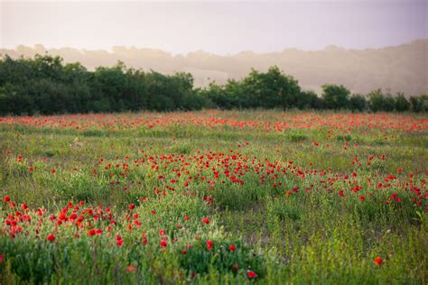 Wildflower seeds: Emorsgate's Manor Farm and its supply of wildflower ...