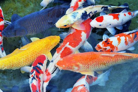 Types of Koi – Let’s Explore These Fascinating Fish