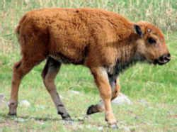 Oklahoma State Animal: American Buffalo, or Bison