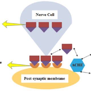 The breakdown of the acetylcholine molecule in the nerve cells by the ...