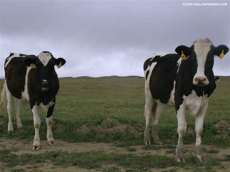 Two Cows Wallpaper Free HD Backgrounds Images Pictures