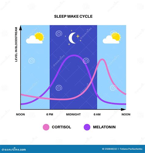 Cortisol Diagram Vector Illustration | CartoonDealer.com #105058920