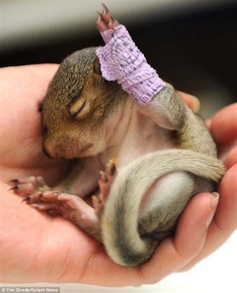 Hands up if you¿re cute! Baby squirrel bandaged after falling out of ...