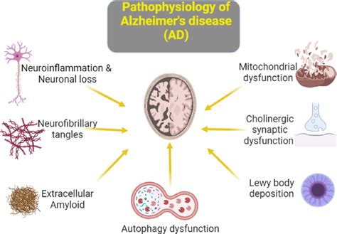 Pathophysiology of Alzheimer’s disease (AD) | Download Scientific Diagram