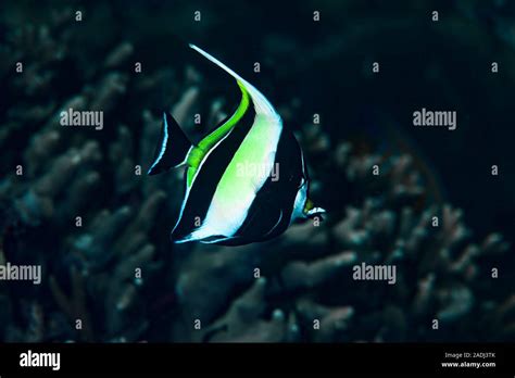 Moorish Idol Zanclus cornutus Stock Photo - Alamy