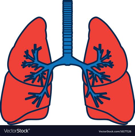 Human lungs anatomy medical science internal organ