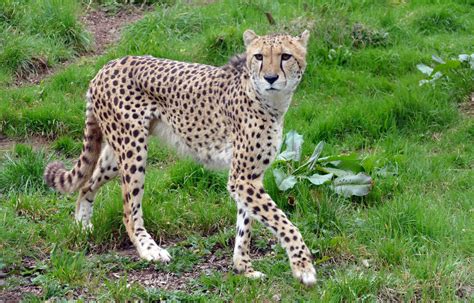 Cheetah Wild Cat 14887551 Stock Photo at Vecteezy