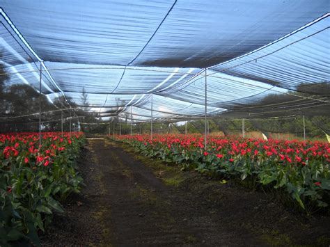 Anthurium Farming: How Anthurium Growers Raise Anthurium Flowers