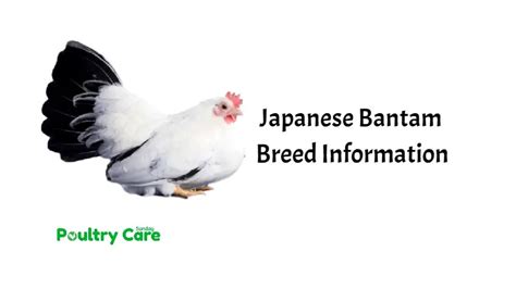 Japanese Bantam Chicken | Breed Information | Poultry Care Sunday