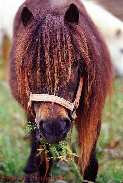 Miniature pony photo WP05092