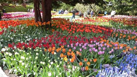 SKAGIT VALLEY TULIP TOUR - April, very small groups.