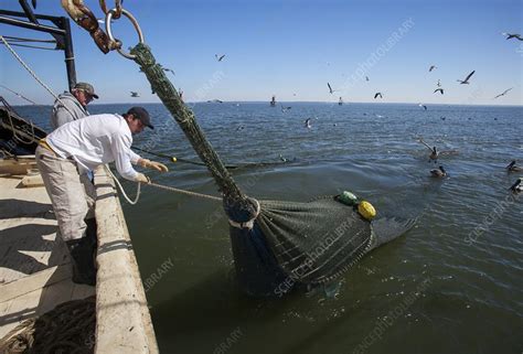 Shrimp fishing - Stock Image - C020/9806 - Science Photo Library