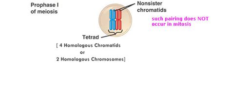 A tetrad is made up of | Biology Questions & Answers | Sawaal