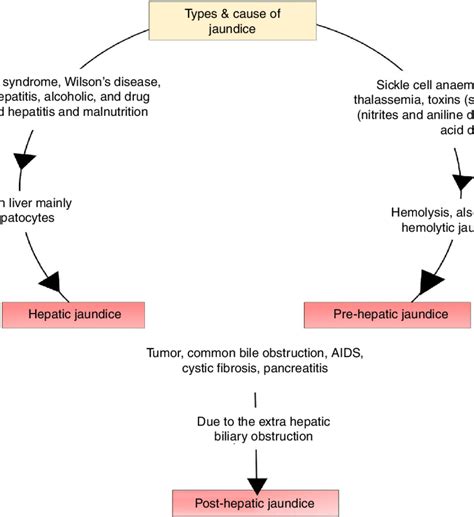 Pathophysiology Of Obstructive Jaundice