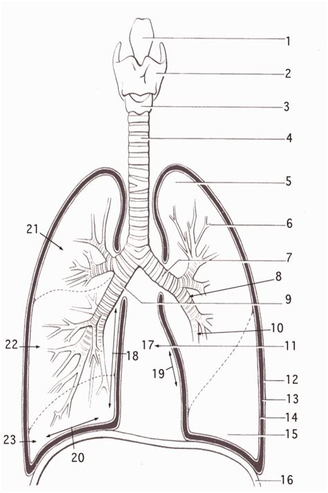 human respiratory system diagram unlabeled
