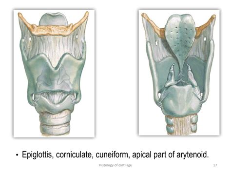 PPT - Histology of cartilage PowerPoint Presentation, free download - ID:9680060