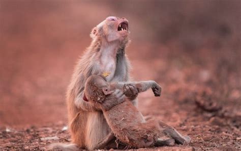 Mother monkey appears to cry out after her son collapses