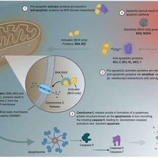 Intrinsic apoptotic pathway and BCL-2 family biology. | Download Scientific Diagram