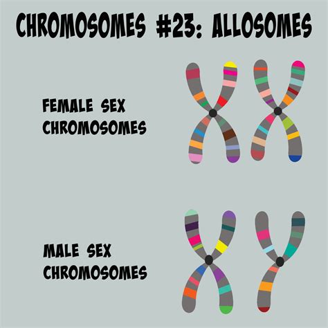 Allosomes chromosome number 23 sex chromosomes 6126950 Vector Art at ...