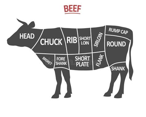 Cuts of beef poster butcher diagram cow silhouette isolated meat cuts beef cutting scheme vector ...
