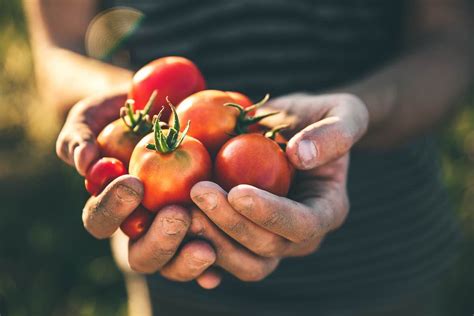 How to Harvest Tomatoes in 4 Easy Steps - Minneopa Orchards