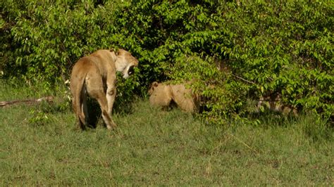 A lion cub is introduced to the pride: it does not go well! - Graham Boulnois