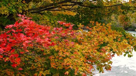 Selected Fall foliage HL17 | New York Vermont Massachusetts … | Flickr