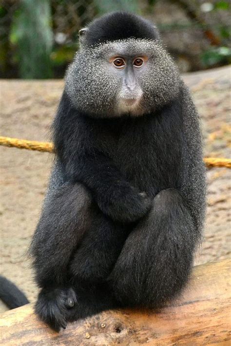 Blue Monkey (Cercopithecus mitis) | Blue monkey, Unusual animals ...