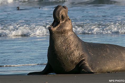 Viewing Elephant Seals - Point Reyes National Seashore (U.S. National ...