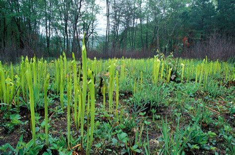 Sarracenia oreophila, green pitcher-plant