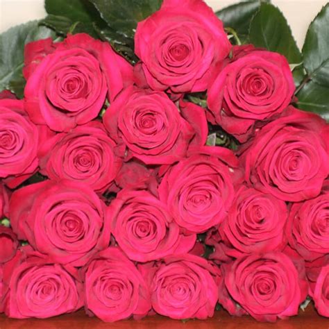 Roseberry Roses - Florabundance Wholesale Flowers