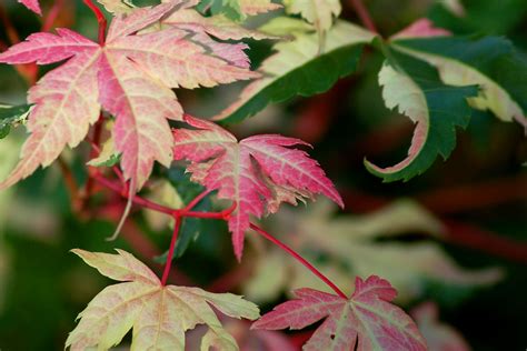 Brown Leaves on Japanese Maple Trees - What's the Cause?