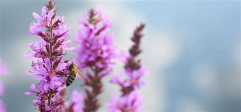 Best Perennial Plants For Bees - Bee Life